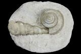 Plate of Gastropod (Euomphalus & Loxonema) Fossils - Iowa #130287-1